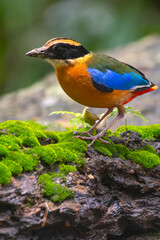 Colorful Blue-winged pitta standing on a rock with some covered moss in a rain forest of Thailand
