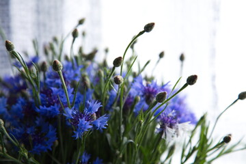 A beautiful bouquet of cornflowers. Nice blue background for web design. Wallpaper. Nature.