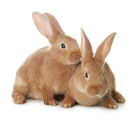 Obraz premium Cute bunnies isolated on white. Easter symbol