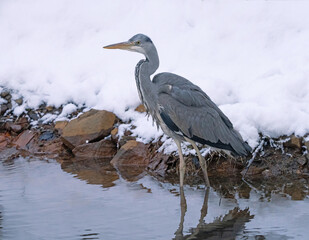 Gray heron standing in the water waiting to catch fish.