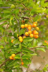 Growing citrus fruit, lime or lemon in tree, at a farm, showing leaves.