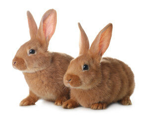 Obraz premium Cute bunnies isolated on white. Easter symbol