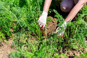 Fototapeta premium A woman in gloves pulls a carrot out of the garden. Close up of hands. Green tops and soil in the background.The concept of harvest, and horticulture
