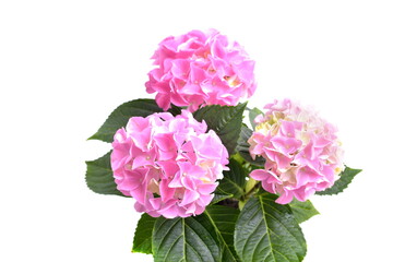 Hortensia in pot isolated on white background. Pink hydrangea.