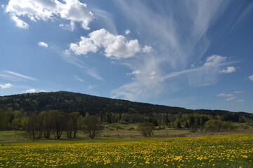 Meadow with dandelions and blue sky.