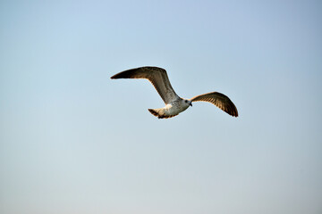 Sea gull in flight is beautiful