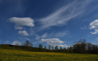 Meadow with dandelions and blue sky .