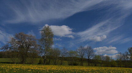Meadow with dandelions and blue sky. 