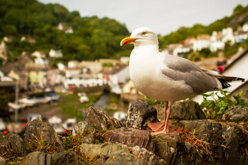 A single Seagull standing looking left, isolated against a sea town background