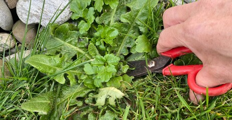 Couper les mauvaises herbes avec des ciseaux  - 419874798
