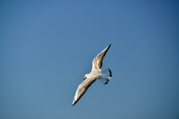 Sea gull in flight is beautiful