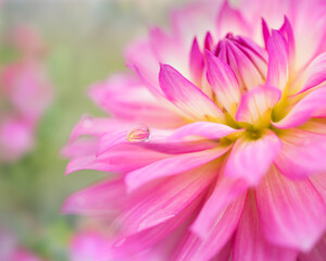 Pink flower with a waterdrop on petal,close up and isolated