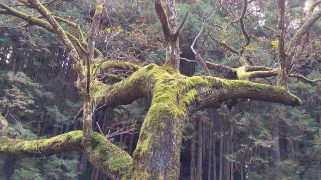 木の生命