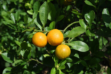 Ripe orange fruits on a branch in the garden .Thai fruit