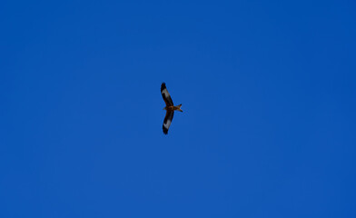 Red kite circling at blue sky, Zurich, Switzerland.