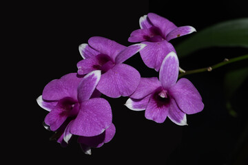 Naklejka na ściany i meble beautiful Purple Dendrobium orchid flowers with black background 