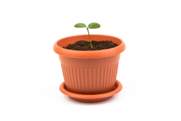 Young plant in small flowerpot. Growing seedlings.Gardening and ecology concept.