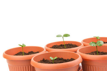 Fototapeta na wymiar Young plant in small flowerpot. Growing seedlings.Gardening and ecology concept.