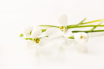Snowdrop on white background. White springs flower in close-up with copy space.