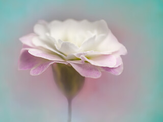 A white flower with pink petals underside edited in a fine art style with a textured blue and pink background.