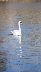 swan swimming on the Isar river