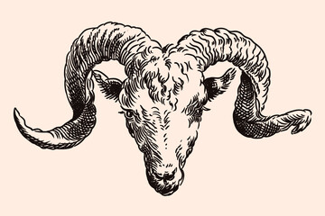 The muzzle of a mountain ram with large spiral horns. Vector image of a medieval engraving on a beige background.