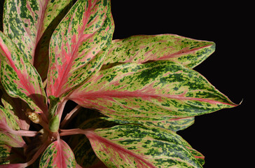 colorful of Caladium bicolor leaf with black background .