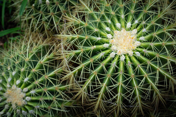Naklejka na ściany i meble A big Mammillaria marksiana is one of the largest genera in the cactus family. Top view macro of cactus (Mammillaria affinis).