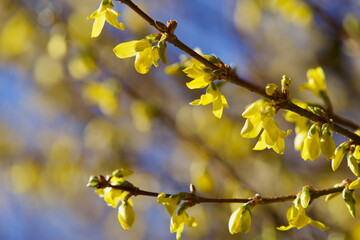 Forsythia blossoms at spring, Zurich, Switzerland.