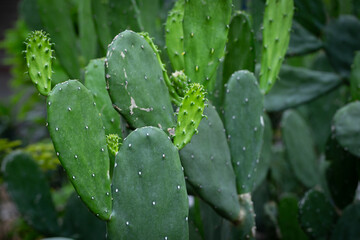 Green Tuna cactus in plant market for background.