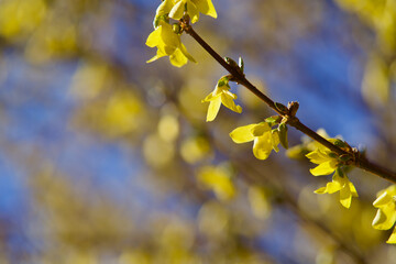 Forsythia blossoms at spring, Zurich, Switzerland.