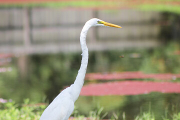 Great Egret Side Profile, Partial Body, with Blurred Background of Pond and Reflections