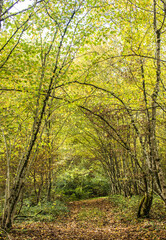 Bois automnal à Rignat, Revermont, France