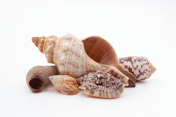 Assortment of Seashells Isolated on White Background