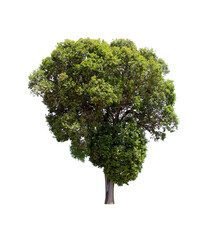 Fototapeta premium isolated tree is located on a white background. Collection of isolated tree on white background Tropical tree