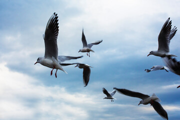 gulls fly in the sky. The flight of a seabird