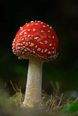 Fly Agaric fungi portrait