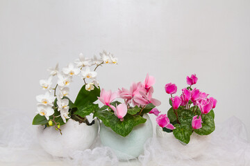 Spring, beautiful, delicate flowers in an eggshell vase