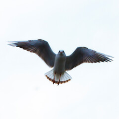 gulls fly in the sky. The flight of a seabird
