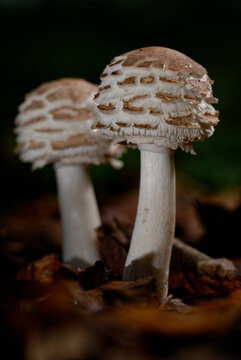 Shaggy parasol fungi portrait