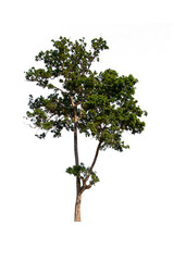 isolated tree  is located on a white background. Collection of isolated tree on white background Tropical tree