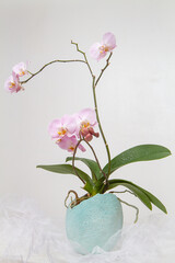 Delicate pink orchid in an Easter egg. Orchid in vase.