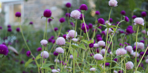 Light pink and violet globethistle (echinops) flower in a garden in front of a house during evening time