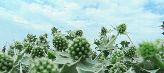 Greenish vegetation against a blue sky
