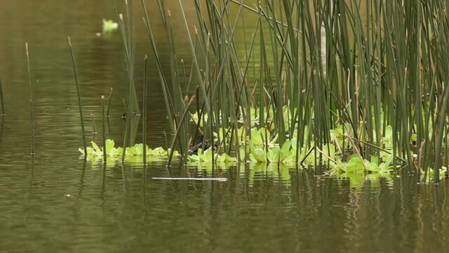 Gallinula en libertad, en laguna natural, entre juncos, vida silvestre sudamericana