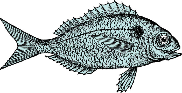 Dorade / Sea bream / Sparus aurata