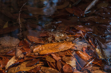 氷が解けた春の水溜まりの落ち葉