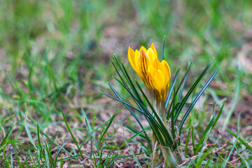 crocus - one of the first spring flowers
