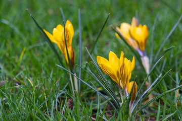 Fototapeta premium crocus - one of the first spring flowers