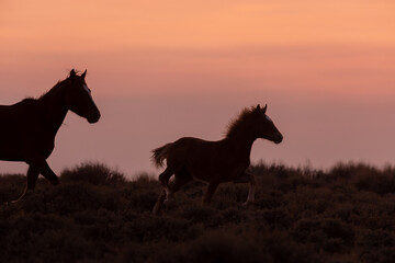 Naklejka na ściany i meble Wild Horse Mare and Foal Silhouetted in a Wyoming Sunset